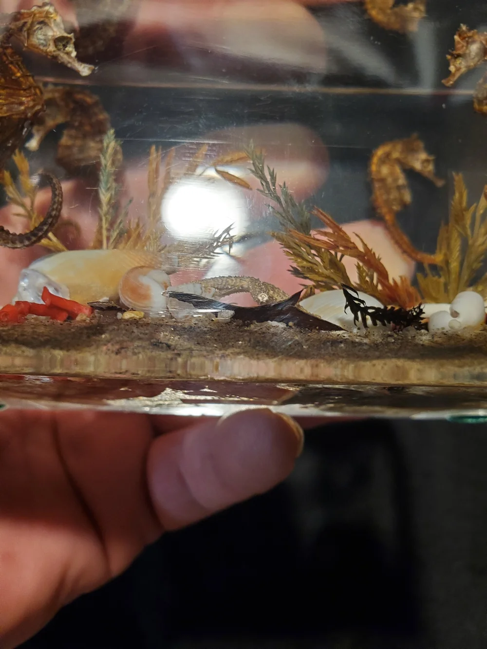 Vintage Mid-Century Canadian Lucite Seahorse Acrylic Block Paperweight